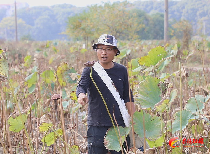 【闪耀在沃野中的青春】陈紫梦： 小莲子种出致富路