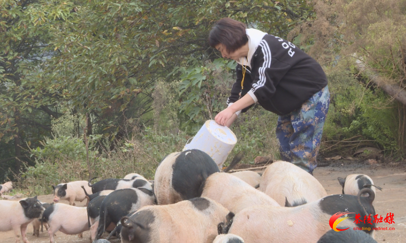 脱贫攻坚在茶陵 | 幸福家庭遭遇变故 精准扶贫助其重振“家”和“业”