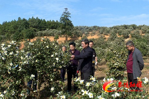 专家提供技术支撑提高油茶产量