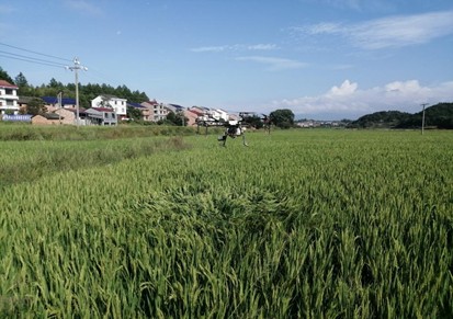 茶陵县：无人机飞防 引领农业新时代