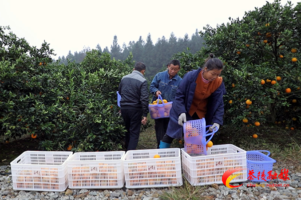 茶陵：3000亩石冲脐橙喜获丰收