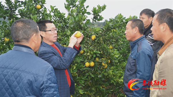 【茶陵好人】周建军:探路特色种植 护航扶贫产业