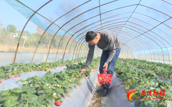 草莓喜丰收 甜蜜迎客来