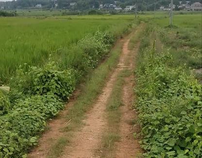 我区2020年“民生100”工程新建维修改造机耕道工作情况