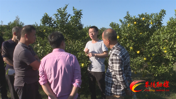 【茶陵好人】周建军:探路特色种植 护航扶贫产业