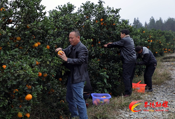 茶陵：3000亩石冲脐橙喜获丰收