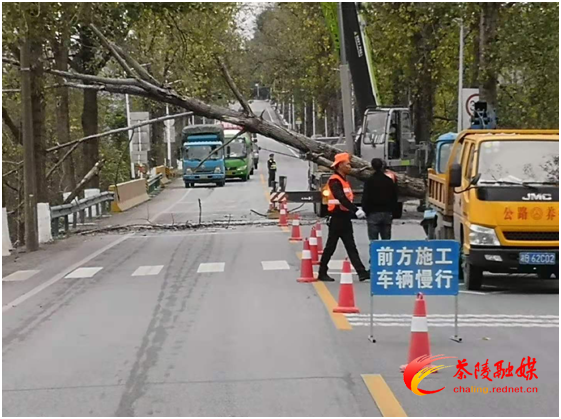【交通顽瘴痼疾整治进行时】集中砍伐枯死树 消除隐患保畅通