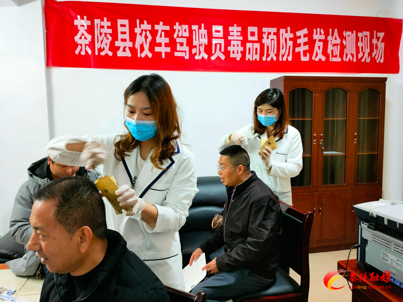 茶陵校车驾驶员涉毒毛发检测完成率达100%