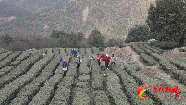 茶陵：小茶叶绿了青山富了民