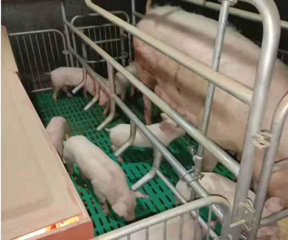天元区生猪稳产保供 交出漂亮答卷
