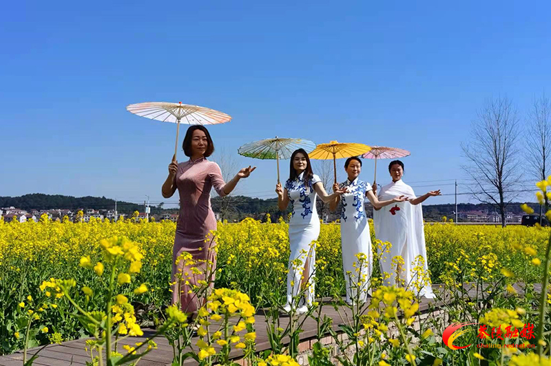 秩堂：油菜花开好赏春