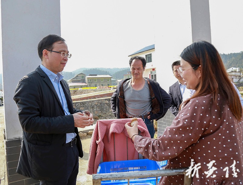 文专文在水口镇调研文化旅游和农业产业发展