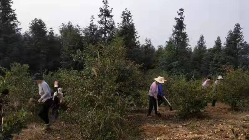 【谭桥街道】产业扶贫基地开春全面复工复产,为乡村振兴添把“火”