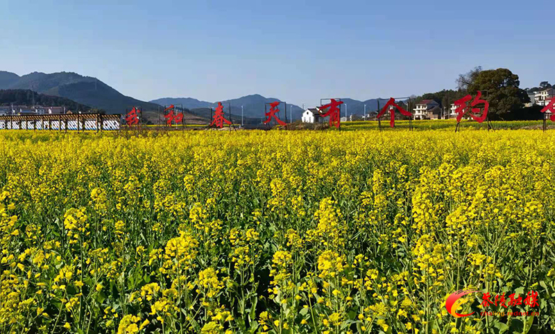 秩堂：油菜花开好赏春