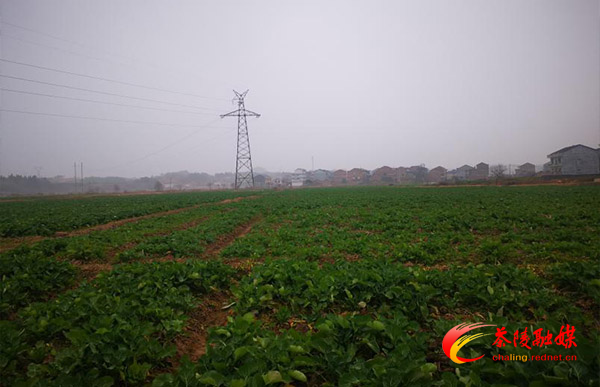 茶陵县种植结构调整及休耕治理试点项目全面完成