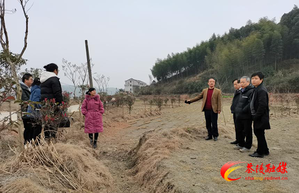 茶陵县种植结构调整及休耕治理试点项目全面完成