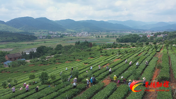 茶陵县新增3家省级农业产业化龙头企业