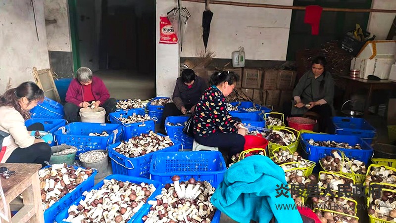 水口镇：龙炎食用菌基地香菇喜获丰收助农增收