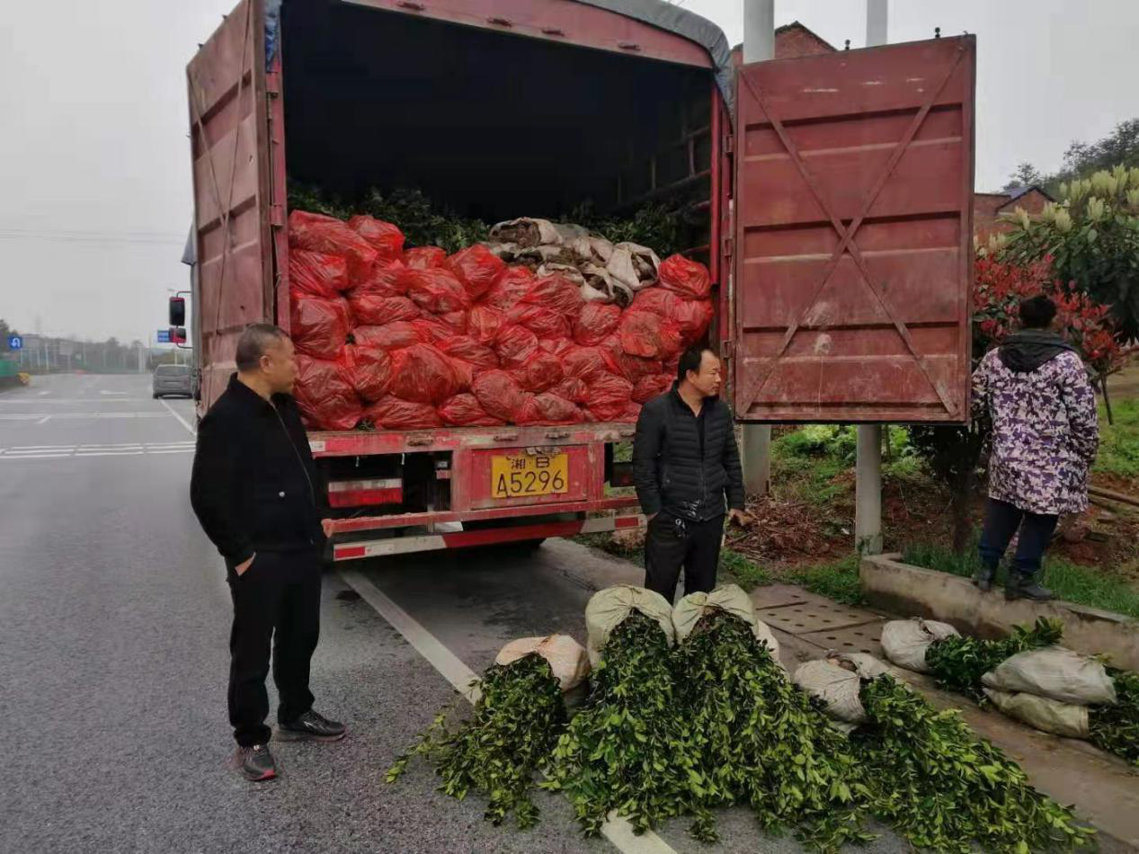 攸县林业局打击非法生产经营油茶苗木专项整治行动