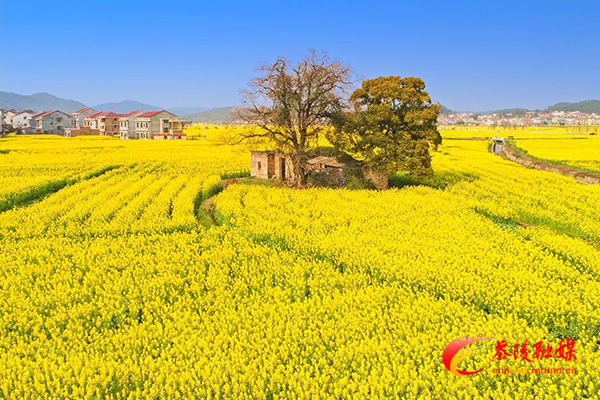 喜讯！茶陵县秩堂镇荣获2021年湖南油菜花节“十大最美油菜花乡村旅游点”称号