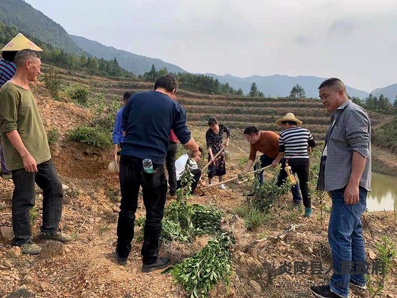 霞阳镇：上门发放油茶苗 助力脱贫户增收