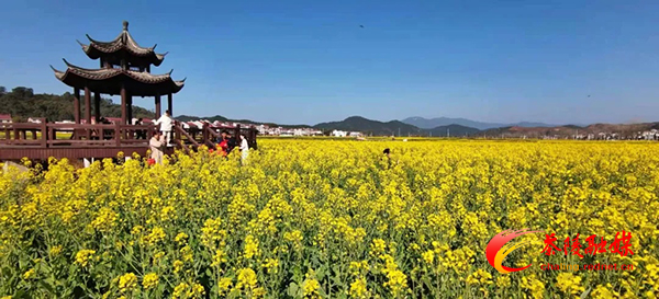 喜讯！茶陵县秩堂镇荣获2021年湖南油菜花节“十大最美油菜花乡村旅游点”称号