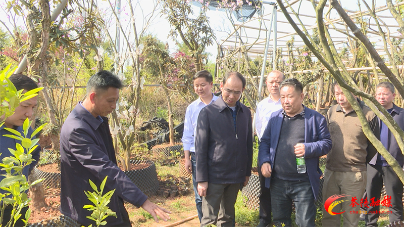 省林业局总工王明旭到茶陵县考察高山杜鹃平地栽培和新品种培育工作
