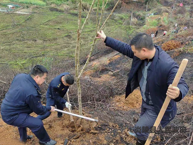 县城管局：新时代文明实践在行动 义务植树共建“绿水青山”