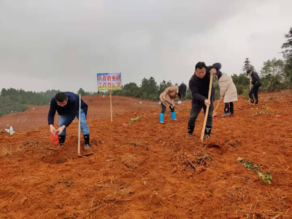 市政府金融办开展植树节活动