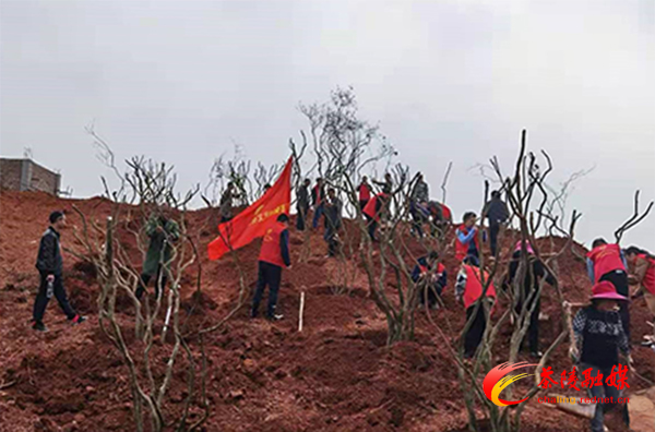 枣市镇组织开展义务植树活动