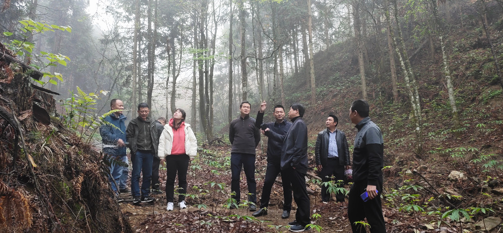 市林业局陈诚局长调研炎陵县大院国有林场森林康养工作