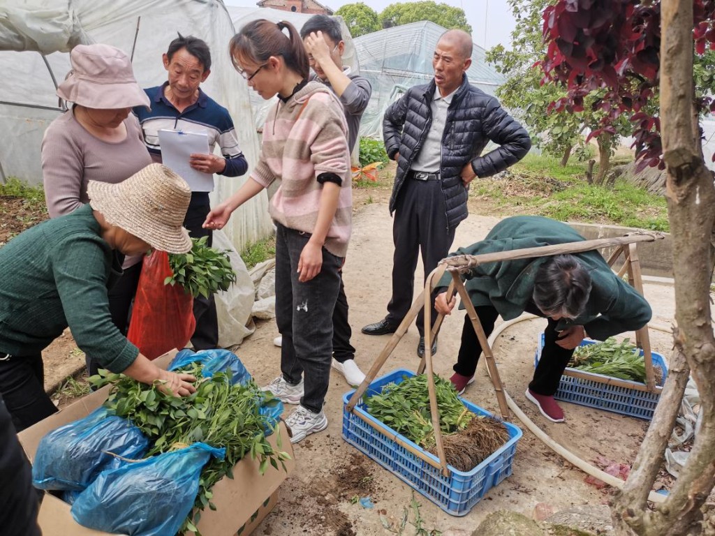 【谭桥街道】从助力脱贫攻坚到助推乡村振兴 ——谭桥街道金其蔬菜合作社一如既往走在前