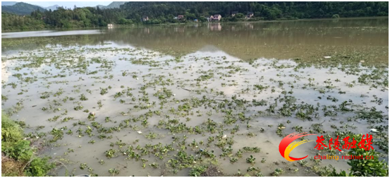 县龙下灌区管理局：打捞水库漂浮物 还河清岸美