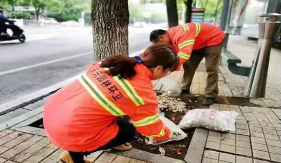 鹅卵石树池成为新街景