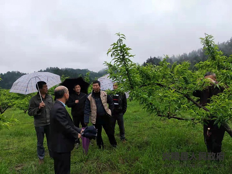县农业农村局：应对异常天气，确保炎陵黄桃正常生产