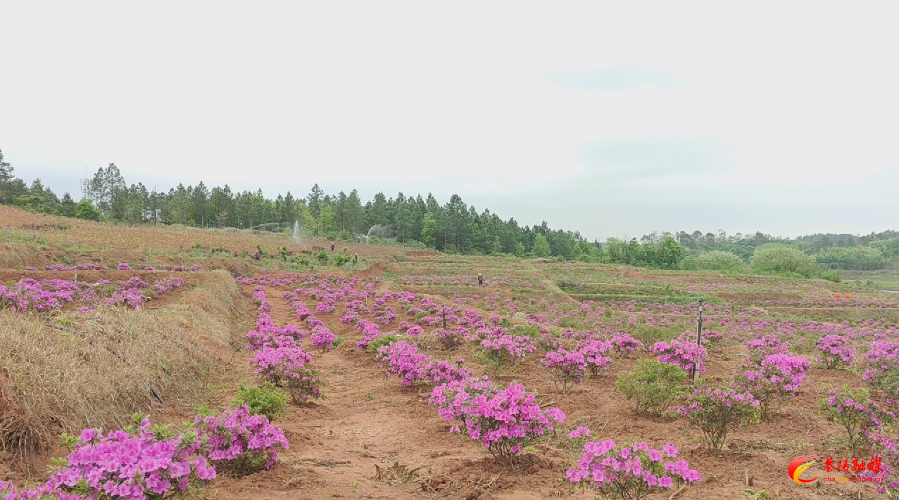高山杜鹃平地开 姹紫嫣红引客来