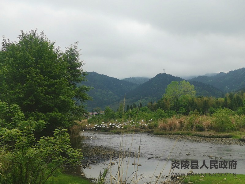 水口镇：“河长制”让滩涂湿地变身白鹭栖息地