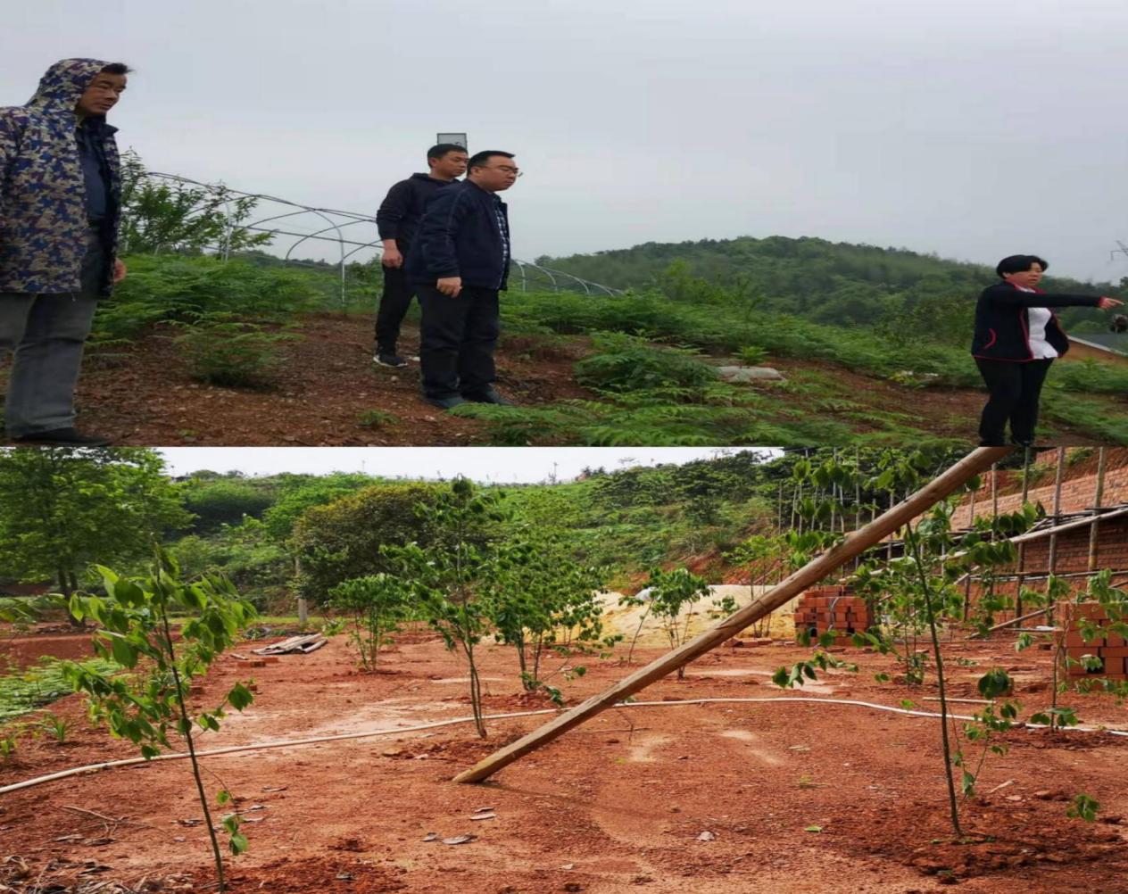 荷塘区对香荷生态庄园整改情况进行核查