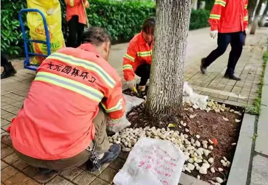 鹅卵石树池成为新街景