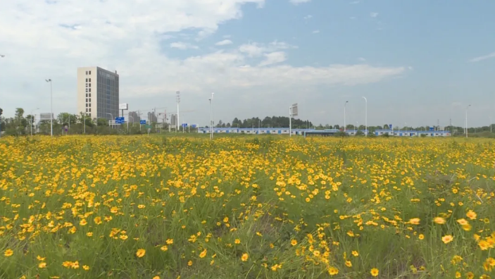 天元区又添一片“花海”