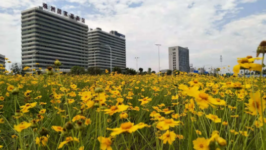 天元区又添一片“花海”