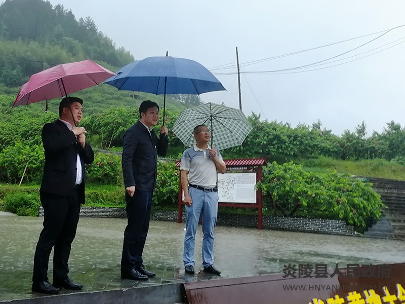 县领导调研中国黄桃小镇项目建设工作