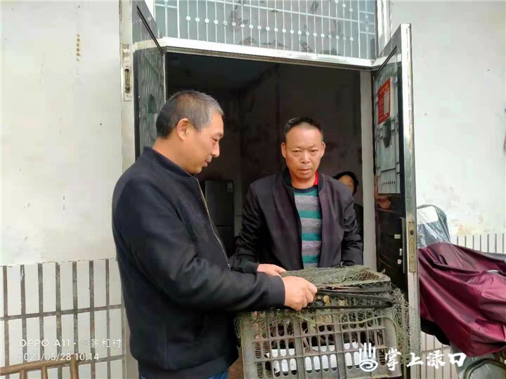 渌口区林业局成功救助三只领角鸮幼崽