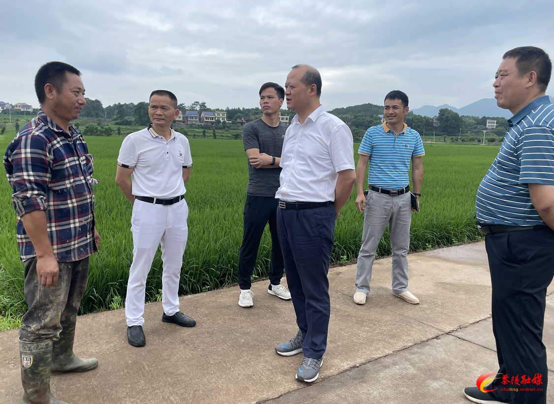 茶陵县政府调研农业产业和粮食生产工作