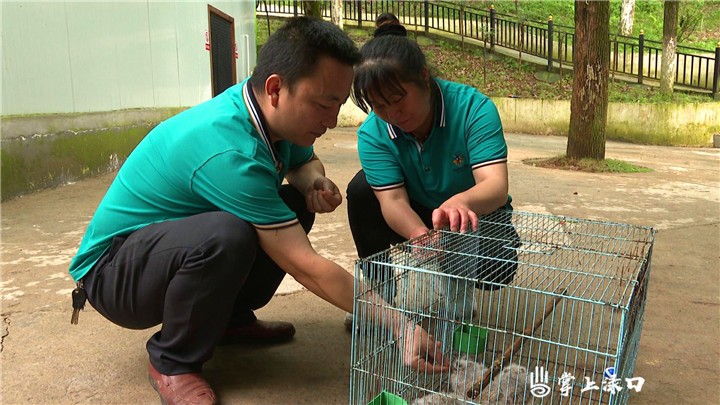 渌口区林业局成功救助三只领角鸮幼崽