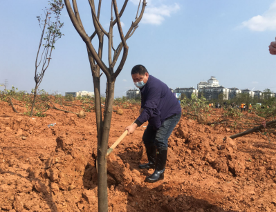 植绿树一颗，护青山一片 ---天元区审计局参加义务植树活动