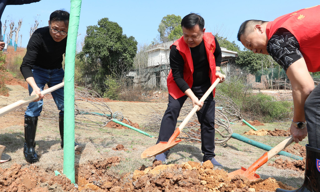 李晓彤、赖晓智等区领导参加义务植树活动  为青春渌口添绿增彩