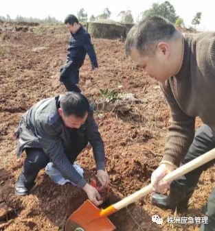 株洲市应急管理局党员开展义务植树活动