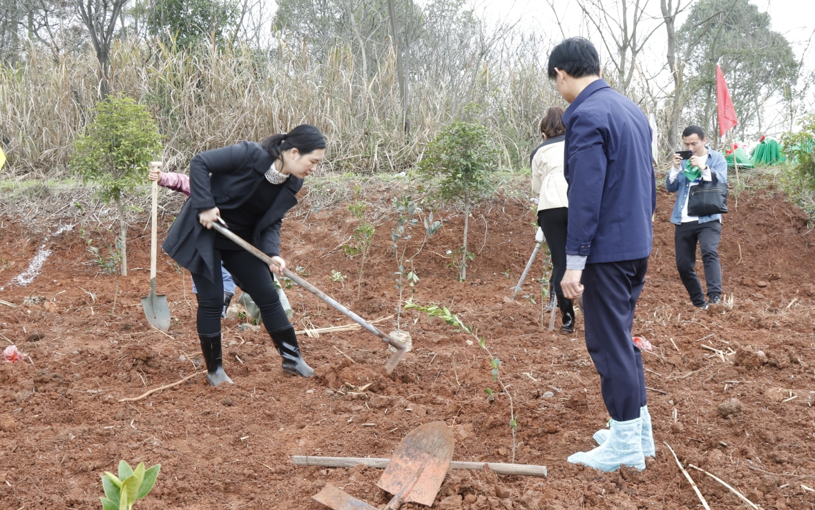 株洲市教育局开展"履行植树义务，共建美丽株洲"义务植树活动