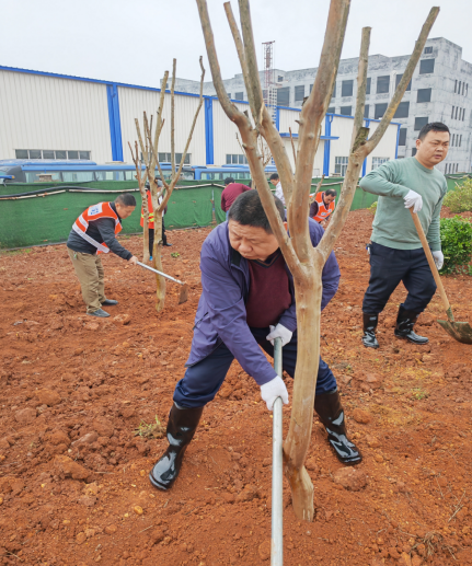播种绿色，拥抱未来——天元区审计局参加义务植树活动